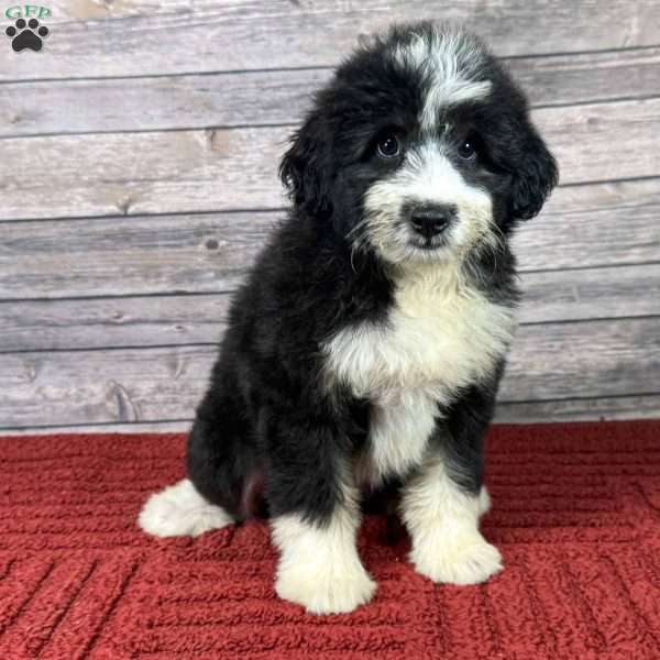 Lexus, Mini Aussiedoodle Puppy